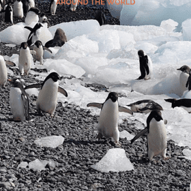 Penguins walking on grey pebbles next to ice with Discover Amazing Destinations for Winter Snow around the World written on top