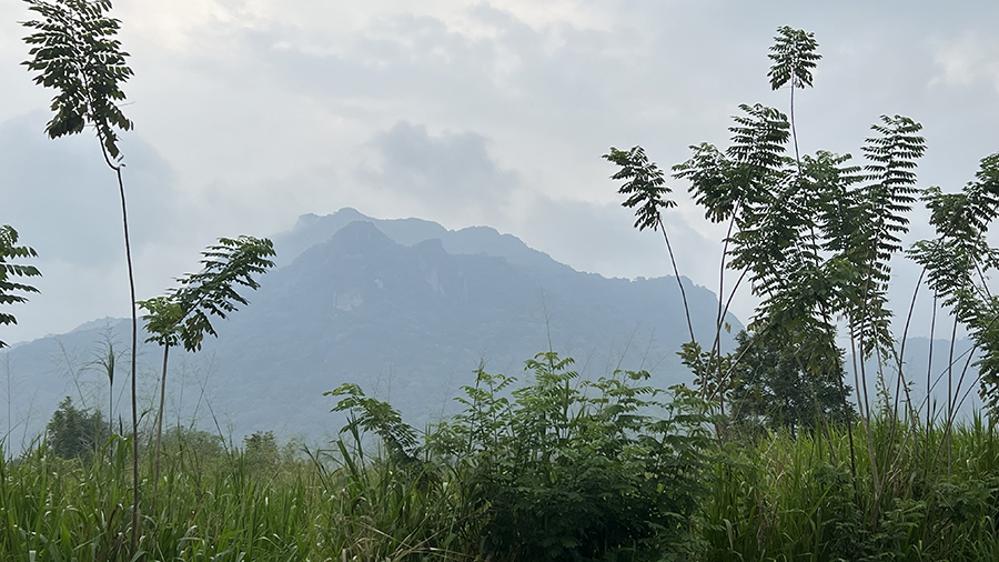 View from Wild Glamping at the surrounding Gal Oya National Park with hills in the background, long grass and trees with bare trunks and foliage at the top